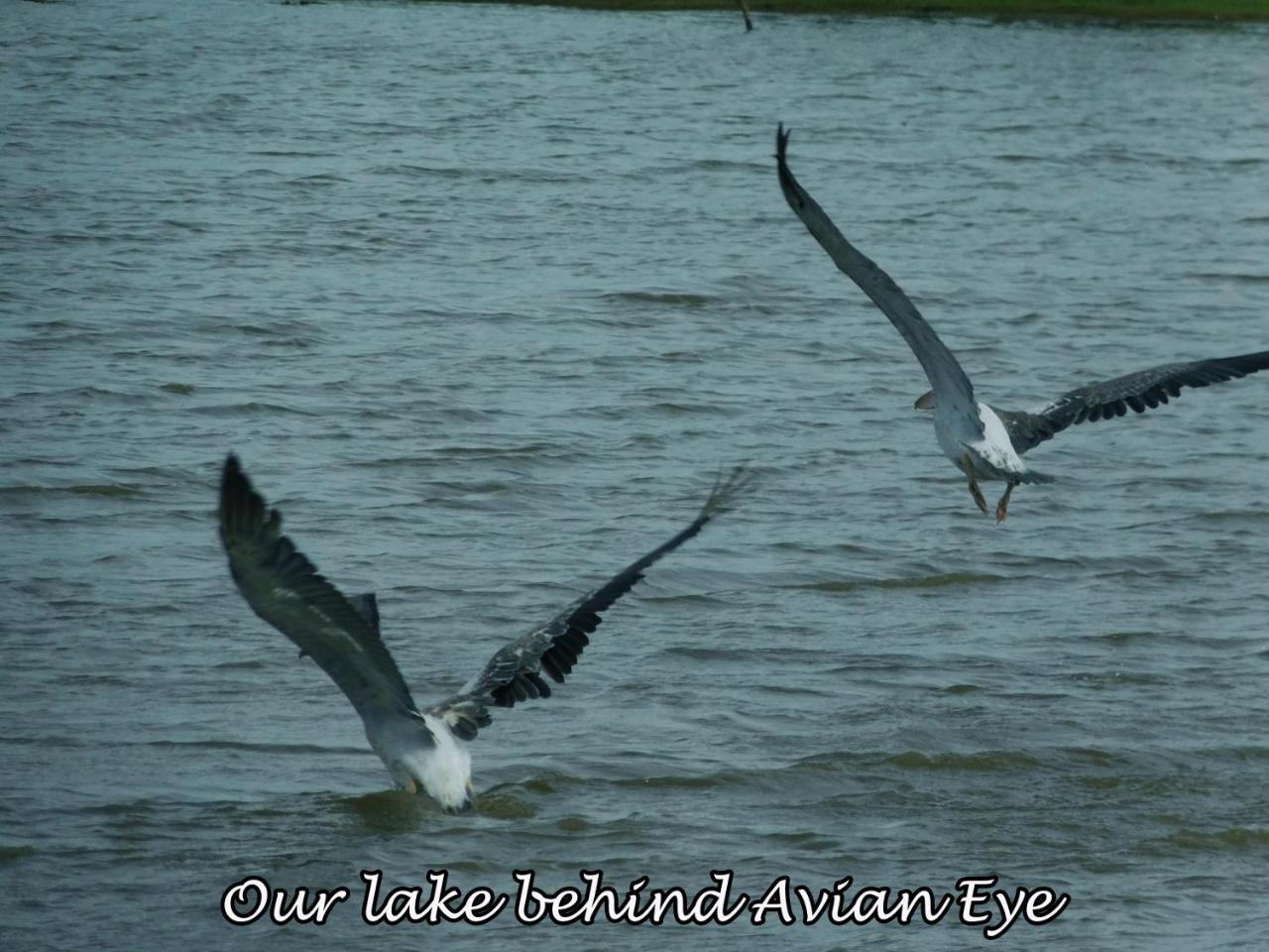 Apartamento Yala Avian Eye Safari Buttala Exterior foto