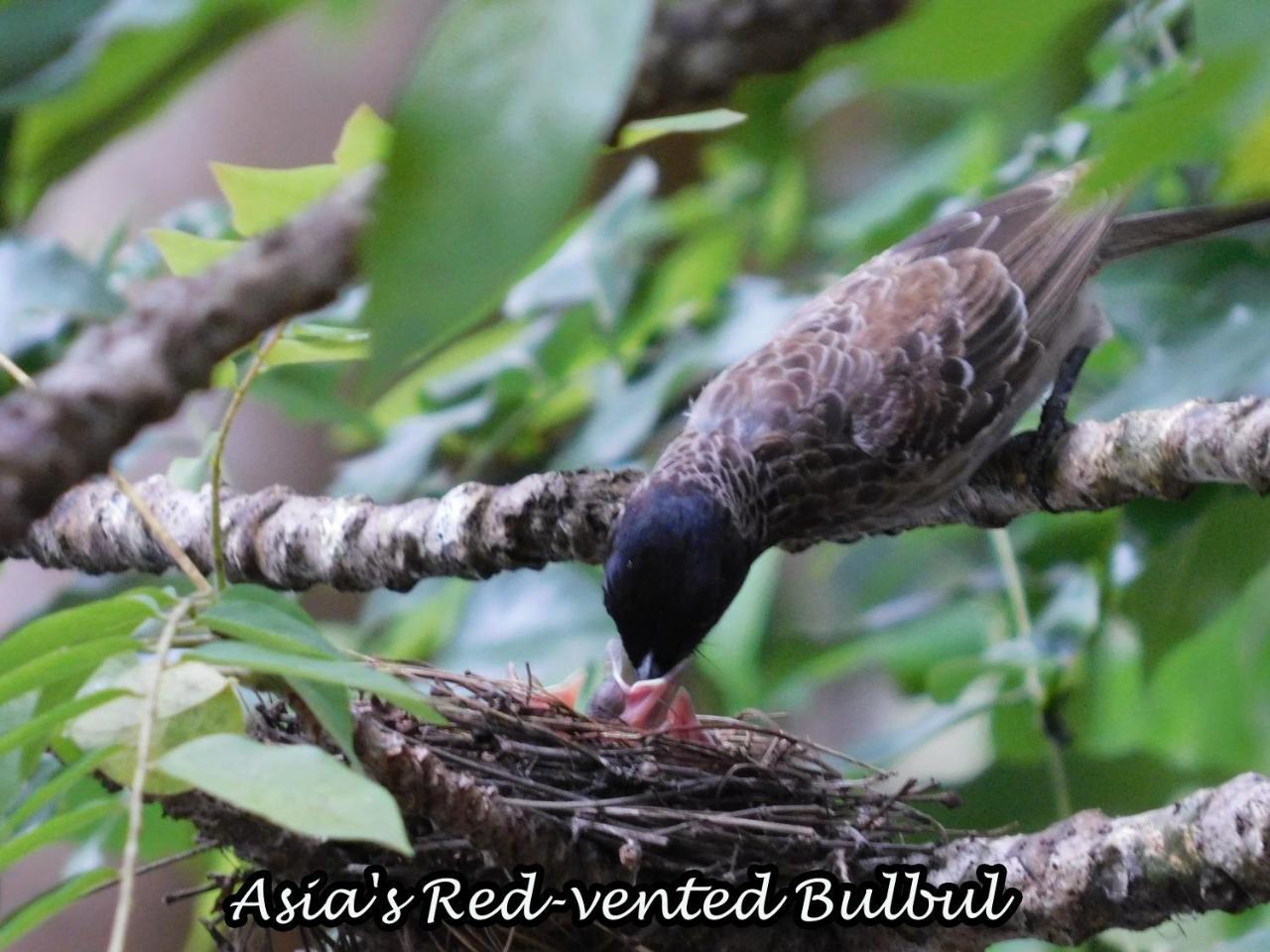 Apartamento Yala Avian Eye Safari Buttala Exterior foto
